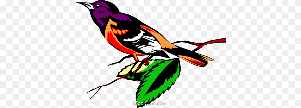 Oriole Royalty Vector Clip Art Illustration, Animal, Bird, Finch, Blackbird Free Png Download