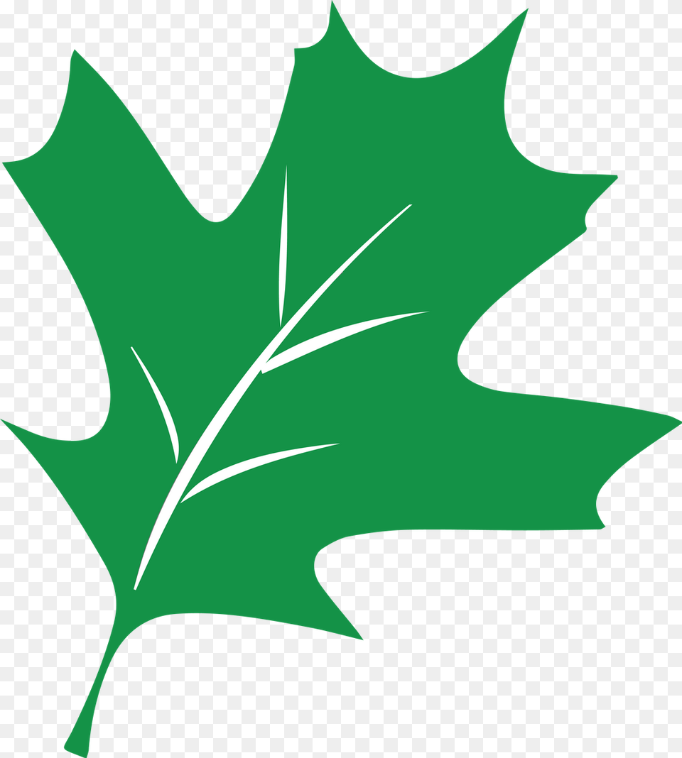 Ormond Primary School, Leaf, Plant, Tree, Maple Leaf Png Image