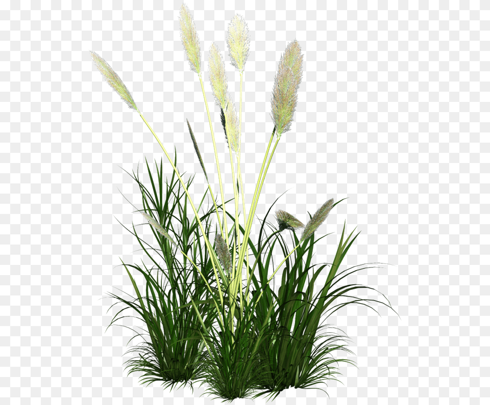 Ornament Grass Reed Icon Frame Clipart Cynodon Dactylon Juice, Plant, Agropyron, Vegetation, Flower Free Png