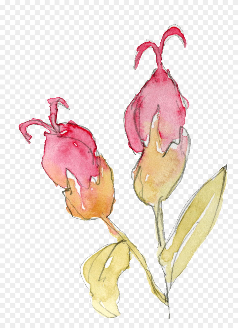 Ornamental For Qinpowder Flower Bouquet Clip Art, Painting, Plant, Petal, Rose Free Png
