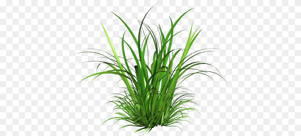 Ornamental Grass, Green, Plant, Vegetation Png