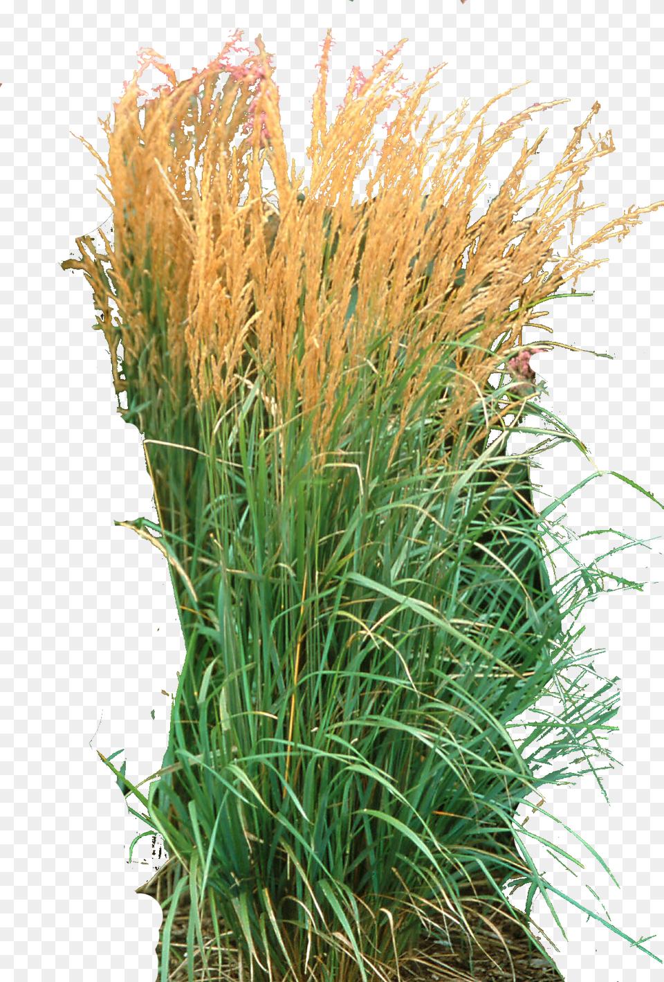 Ornamental Grass Calamagrostis, Plant, Reed, Vegetation Free Png Download