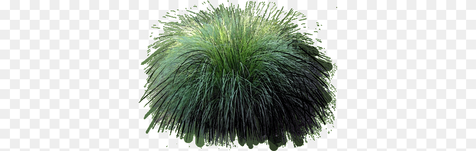 Ornamental Grass Fountain Grass Fountain Grass, Plant, Vegetation, Bush Png Image