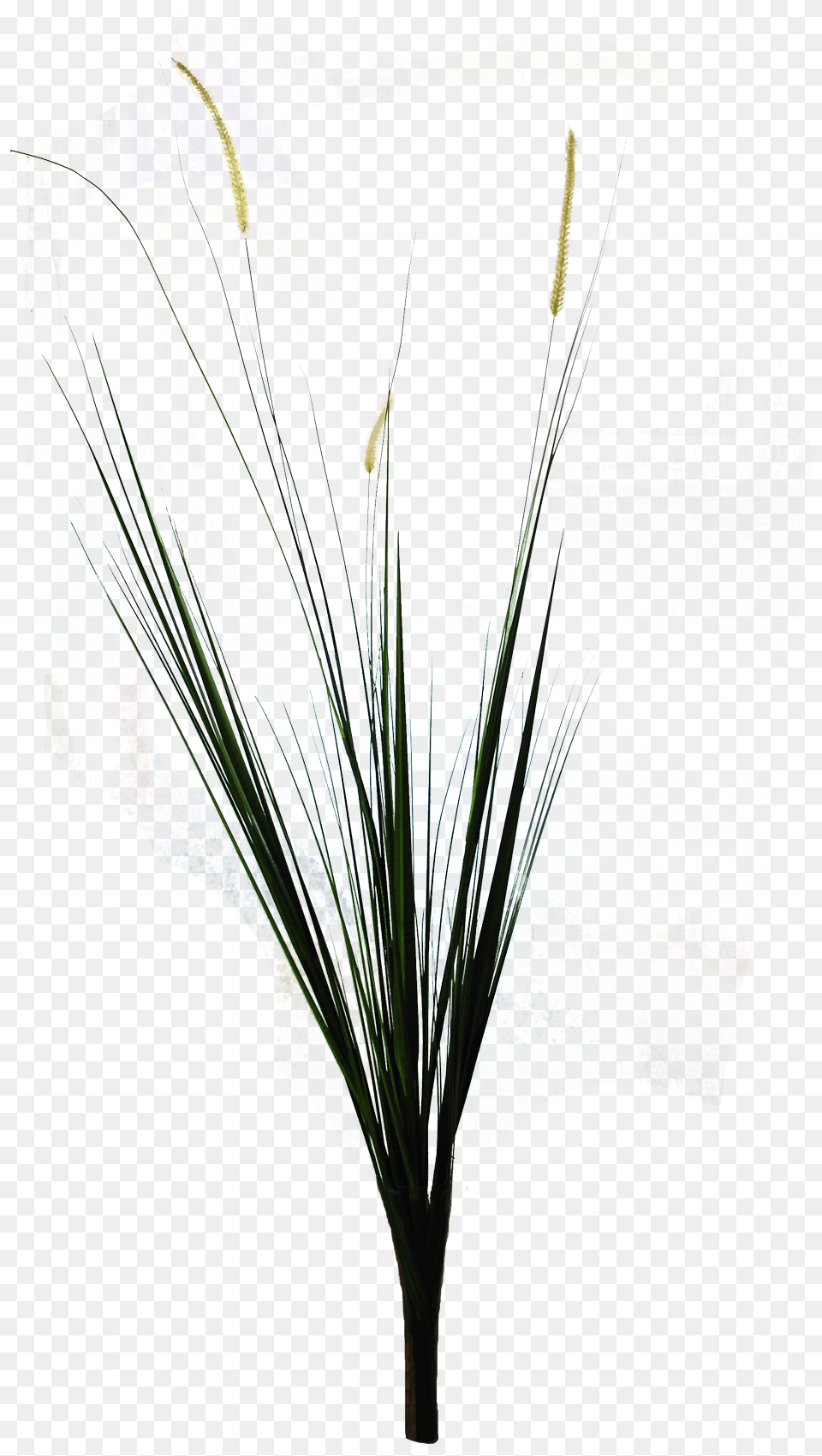 Ornamental Grass Grass, Art, Graphics, Plant, Collage Png Image