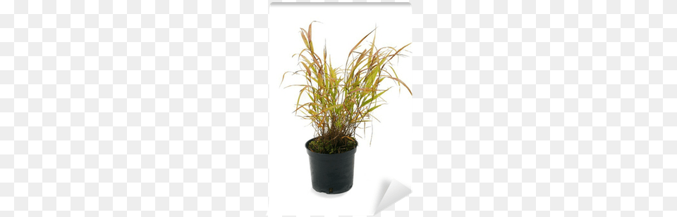 Ornamental Grass Hakonechloa Macra Wall Mural Pixers Hakonechloa, Plant, Potted Plant, Tree, Flower Png Image