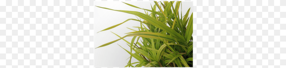 Ornamental Grass Phalaris Arundinacea Arctic Sun Poster Sweet Grass, Plant, Vegetation, Agavaceae, Flax Png Image