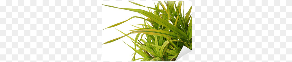 Ornamental Grass Phalaris Arundinacea Arctic Sun Wall Sweet Grass, Plant, Vegetation, Agavaceae, Flax Free Transparent Png