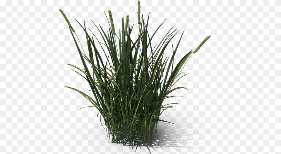 Ornamental Grass Sweet Grass, Plant, Vegetation, Agropyron Free Transparent Png