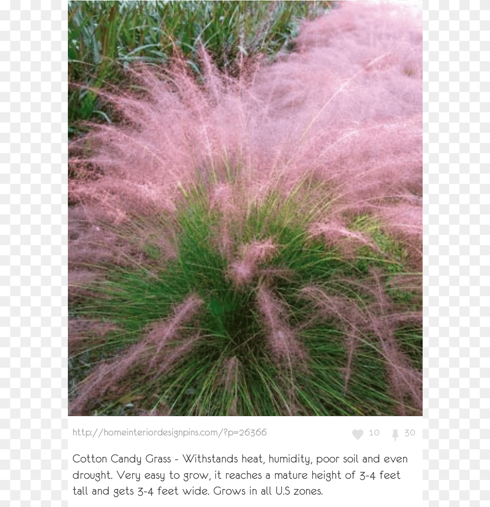 Ornamental Grass Us, Plant, Vegetation, Flower Free Png Download