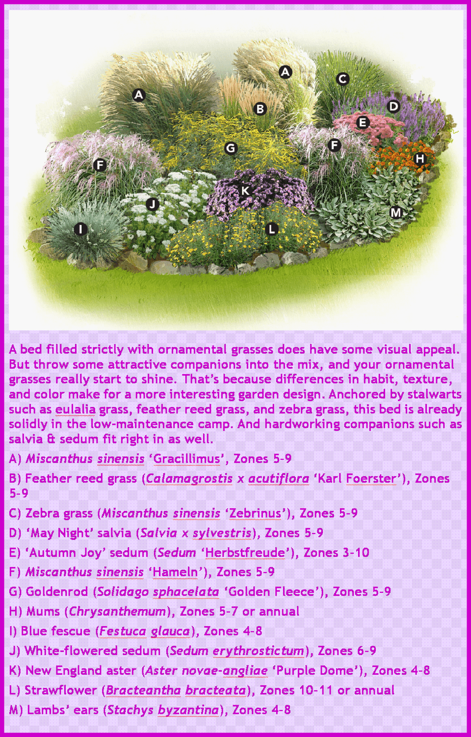 Ornamental Grasses Garden Plan Flower Garden Design Sedum Spectabile Star Dust, Advertisement, Poster, Plant, Herbal Png Image