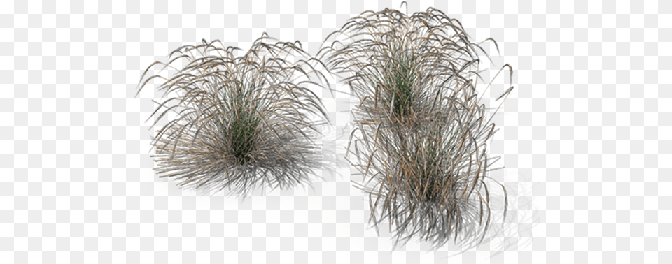 Ornamental Grasses Stipa, Fireworks, Grass, Plant Png Image