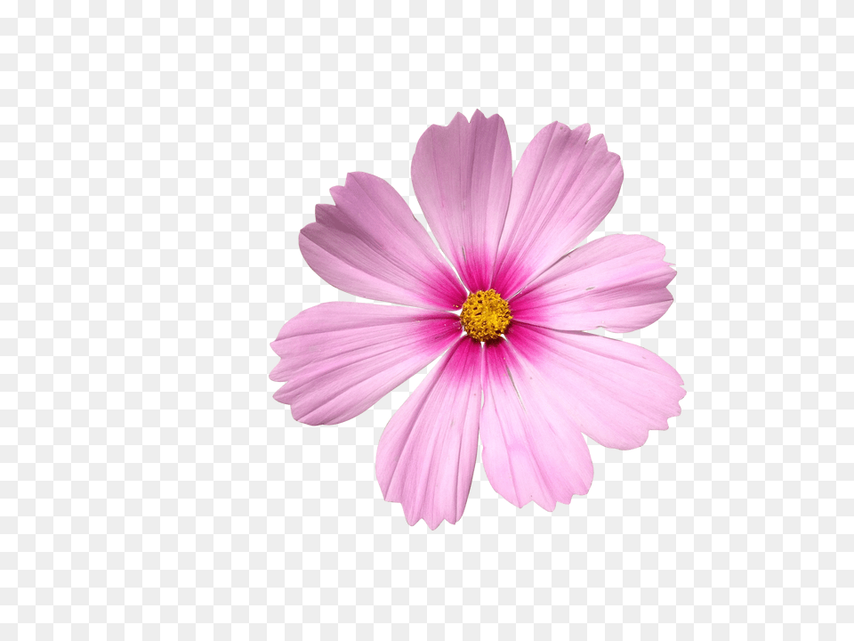 Ornamental Plant Clip, Anther, Daisy, Flower, Petal Free Transparent Png