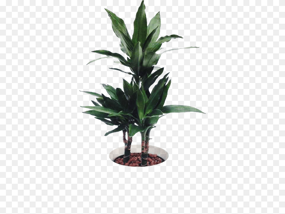 Ornamental Plant, Leaf, Palm Tree, Potted Plant, Tree Png Image