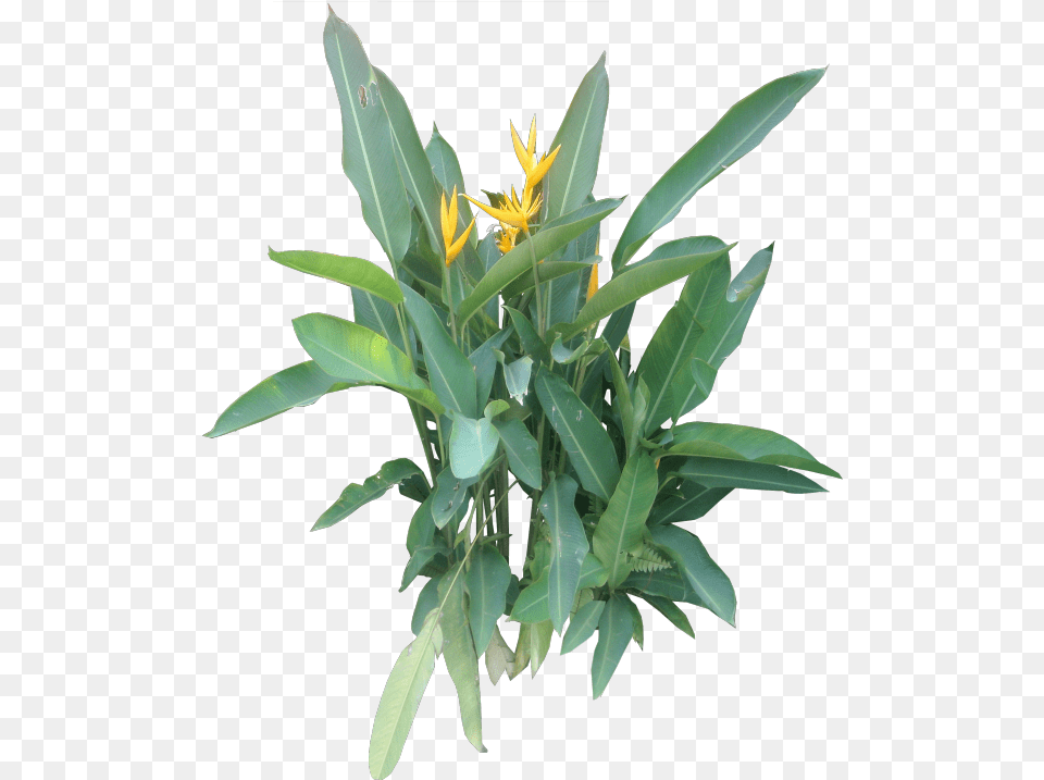 Ornamental Plants, Flower, Leaf, Plant, Flower Arrangement Free Transparent Png