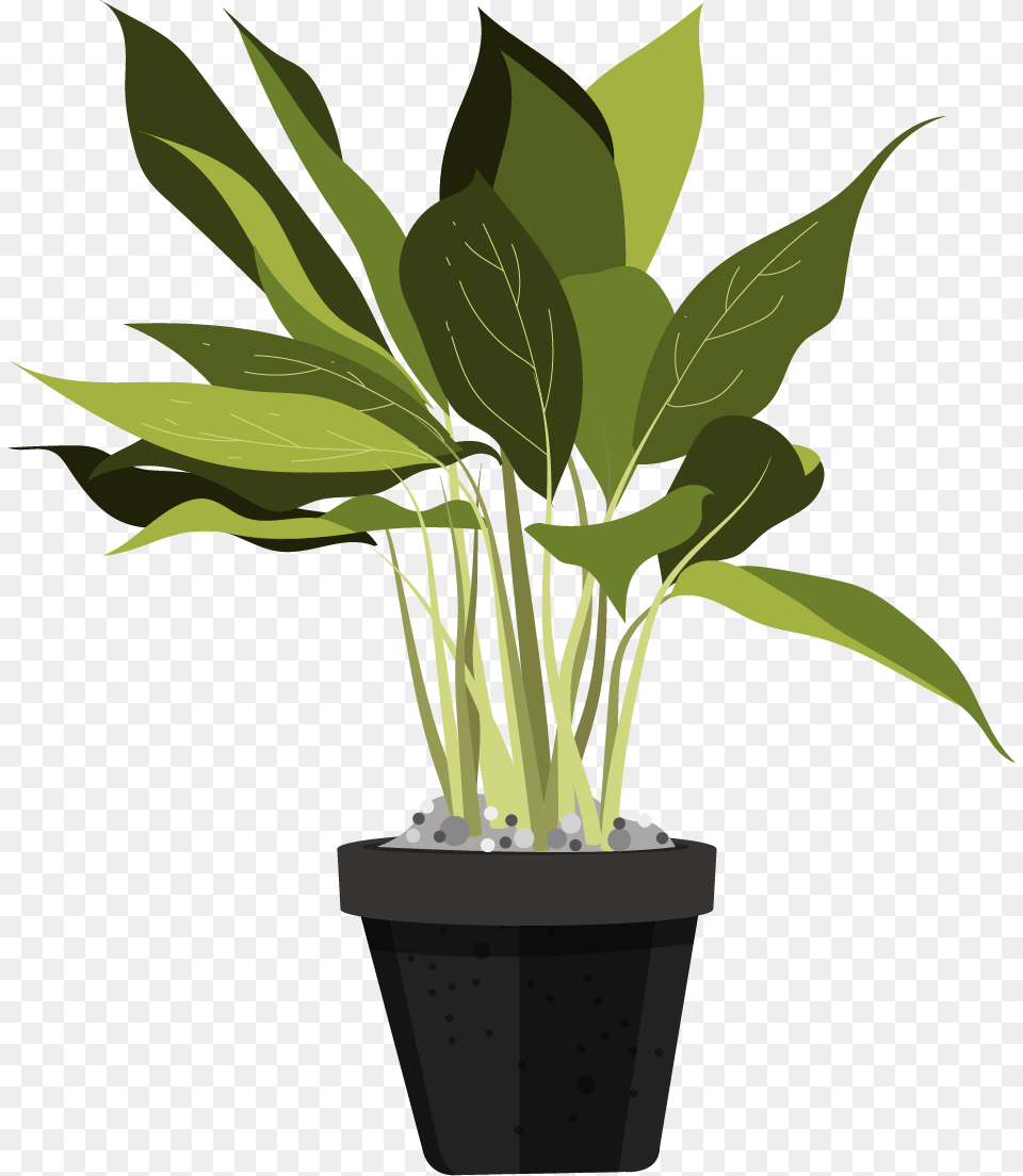 Ornamental Plants Leaves, Leaf, Plant, Potted Plant, Herbal Png Image