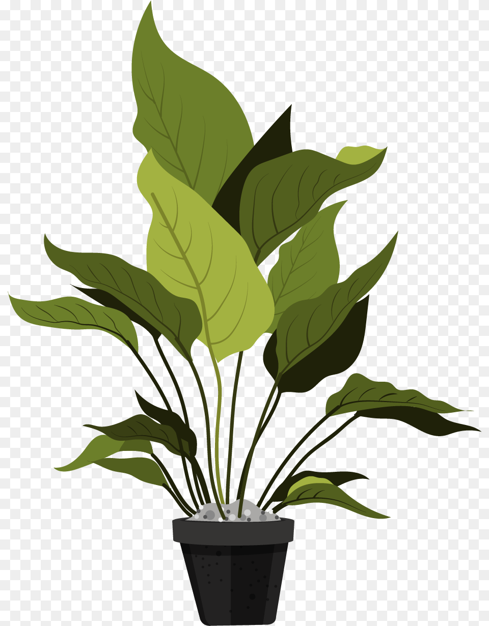 Ornamental Plants Leaves, Leaf, Plant, Potted Plant, Flower Png