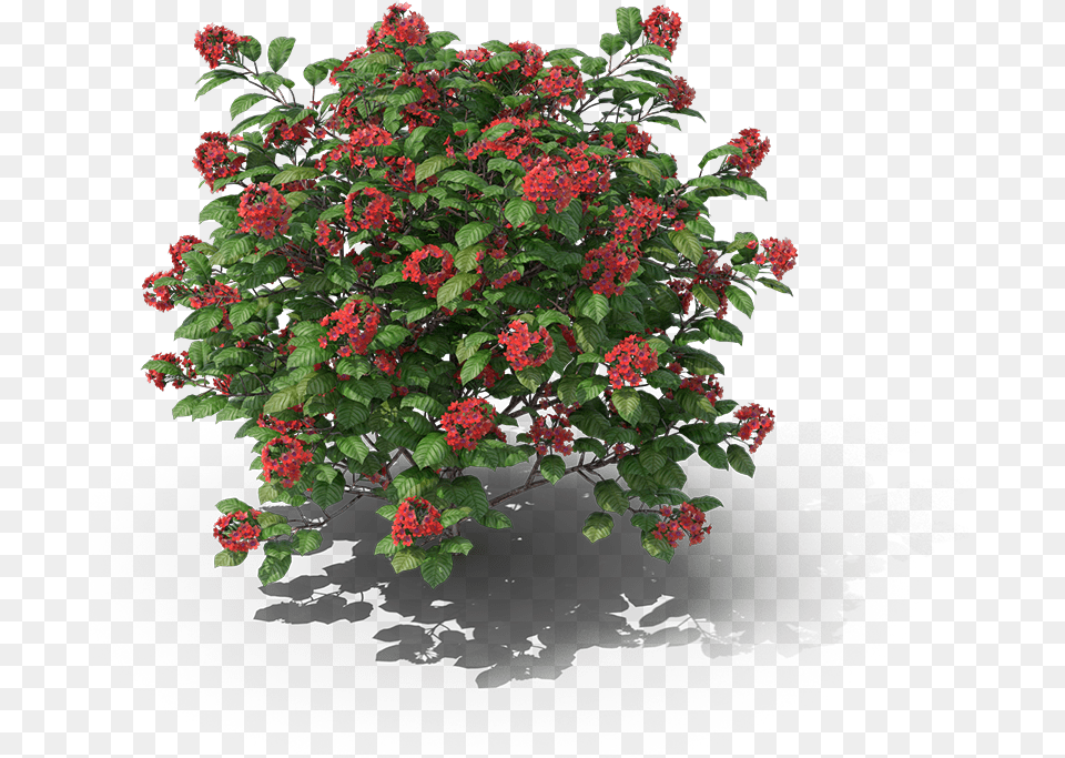 Ornamental Shrub, Flower, Flower Arrangement, Geranium, Plant Png Image