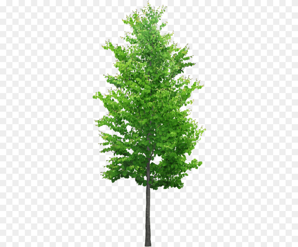 Ornamental Trees, Green, Leaf, Plant, Tree Free Transparent Png