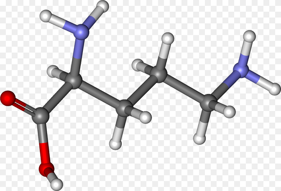 Ornithine Ball And Stick Png
