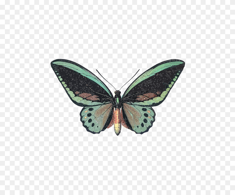 Ornithoptera Priamus, Appliance, Ceiling Fan, Device, Electrical Device Png Image