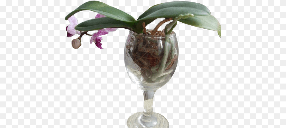 Orqudea Em De Vinho Orqudea Na Agua, Potted Plant, Glass, Goblet, Plant Png