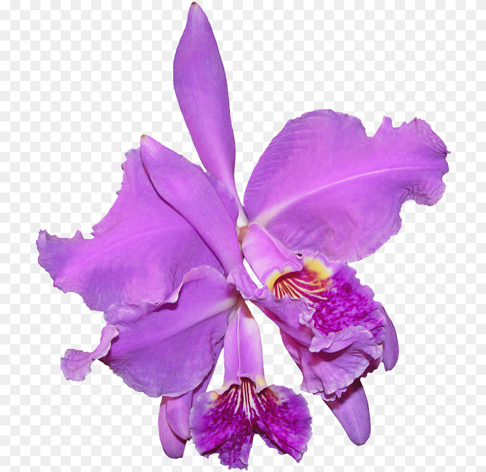 Orquidea, Flower, Iris, Plant, Orchid Free Transparent Png