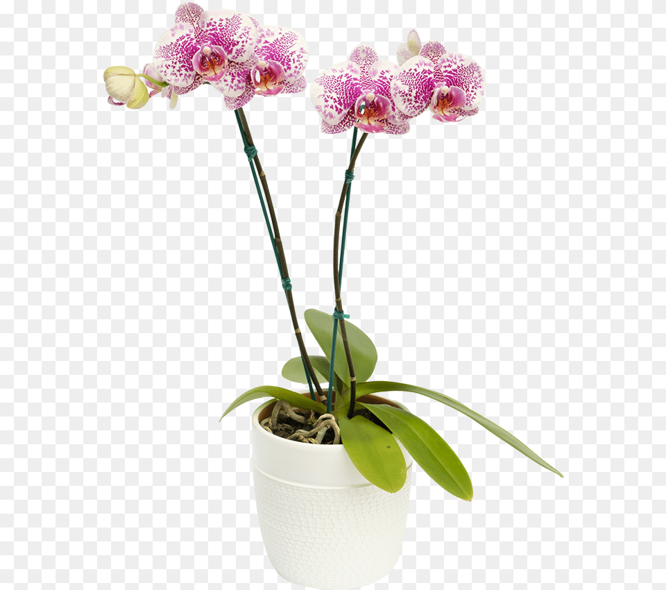 Orquidea Arwen Moth Orchid, Flower, Plant, Flower Arrangement Png Image