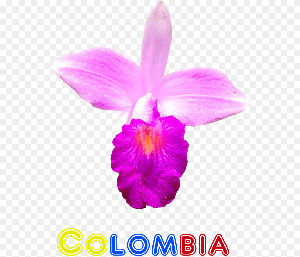 Orquidea De Colombia, Flower, Plant, Orchid, Rose Free Png Download