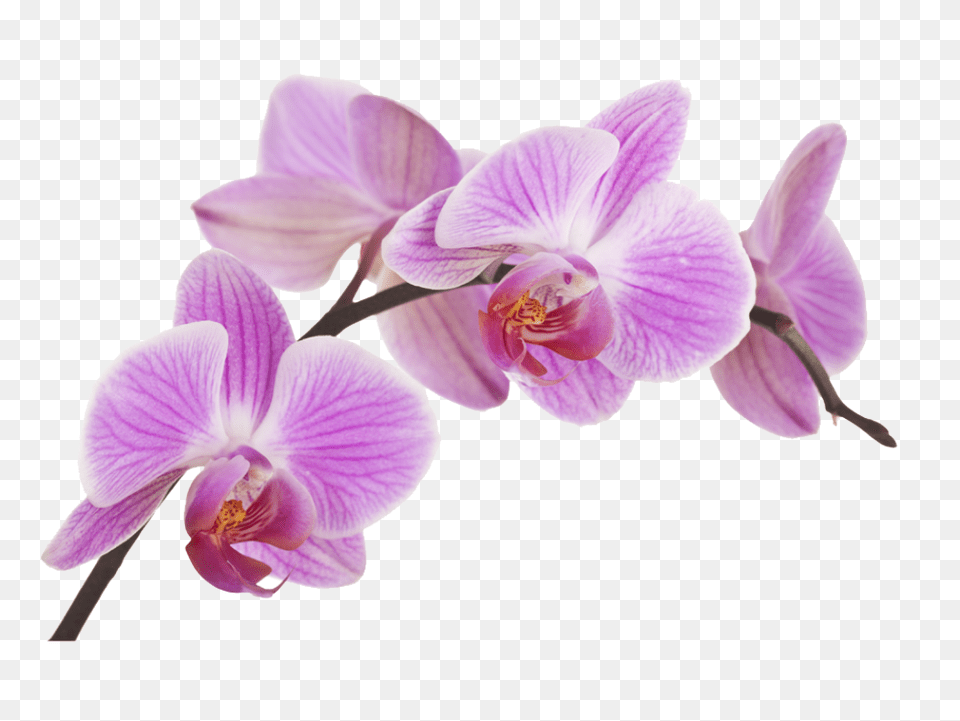 Orquidea Orquideas, Flower, Orchid, Plant, Petal Free Png