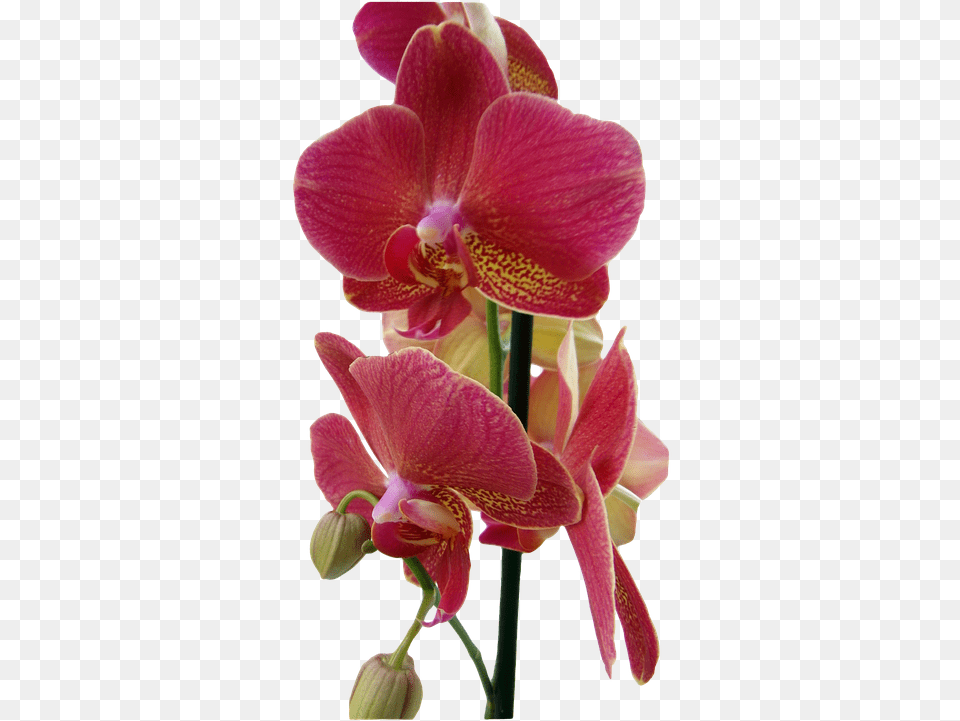 Orquidea Portable Network Graphics, Flower, Orchid, Plant, Geranium Free Png