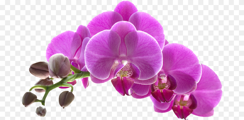 Orquideas Purple Orchid Flower Background, Plant, Geranium Free Png Download