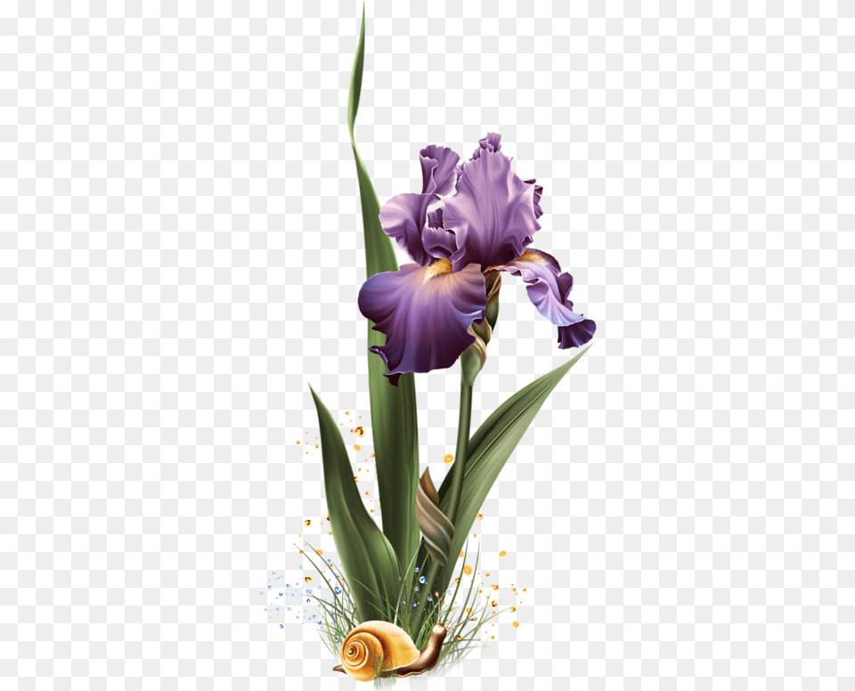 Orris Root, Flower, Iris, Plant, Flower Arrangement Free Png