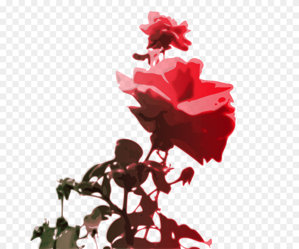 Orru Roses, Flower, Petal, Plant, Rose Png Image