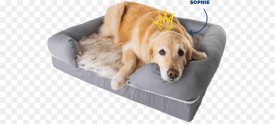 Orthopedic Dog Beds That Look Like A Rug Paw Brands U2013 Pawcom Dog Bed, Animal, Canine, Mammal, Pet Png Image