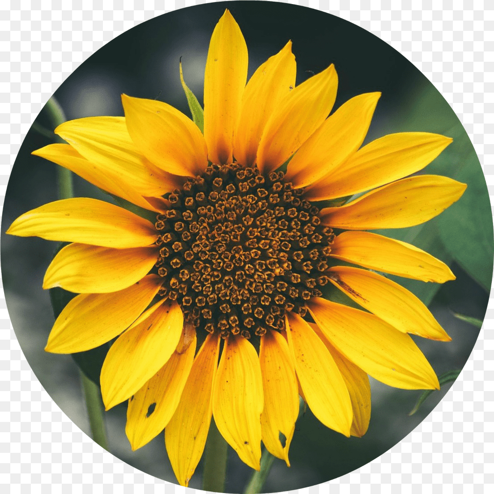 Os Aconsejo Realizar Este Tutorial De Primavera Con Acrylic Easy Sunflower Painting, Flower, Plant, Daisy Png