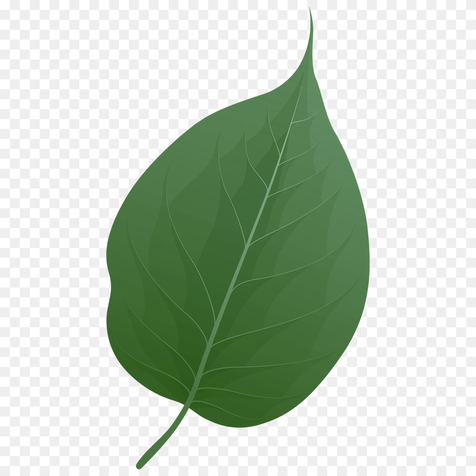 Osage Orange Spring Leaf Clipart, Plant Free Png