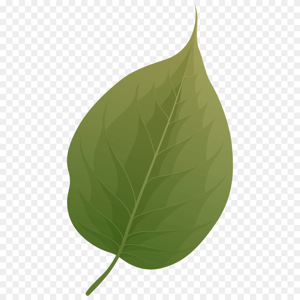 Osage Orange Summer Leaf Clipart, Plant Png Image