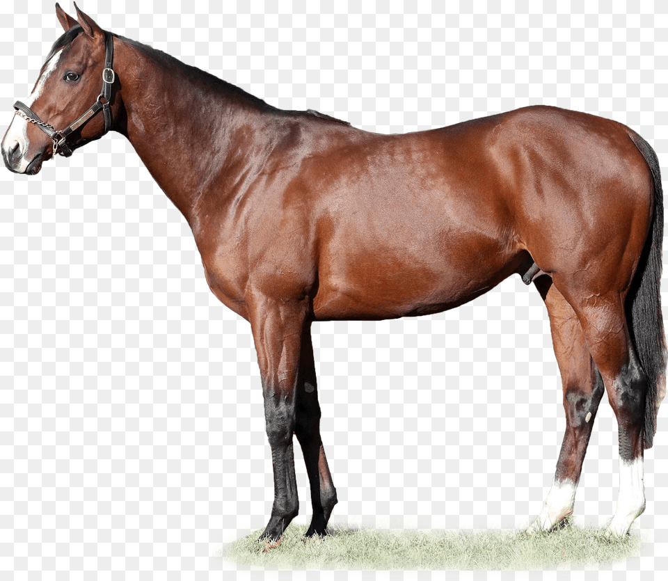 Oscar Performance Distorted Humor Horse, Animal, Mammal, Stallion, Colt Horse Free Transparent Png