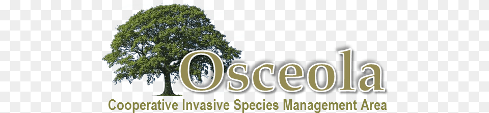 Osceola County Cisma Florida Invasive Species Partnership Oak Tree, Plant, Sycamore, Vegetation, Land Png