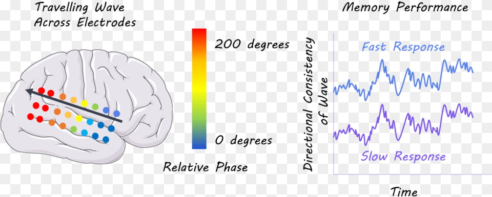 Oscillations In Neural Activity Travel In Waves Through Cc By Sa Free Png Download