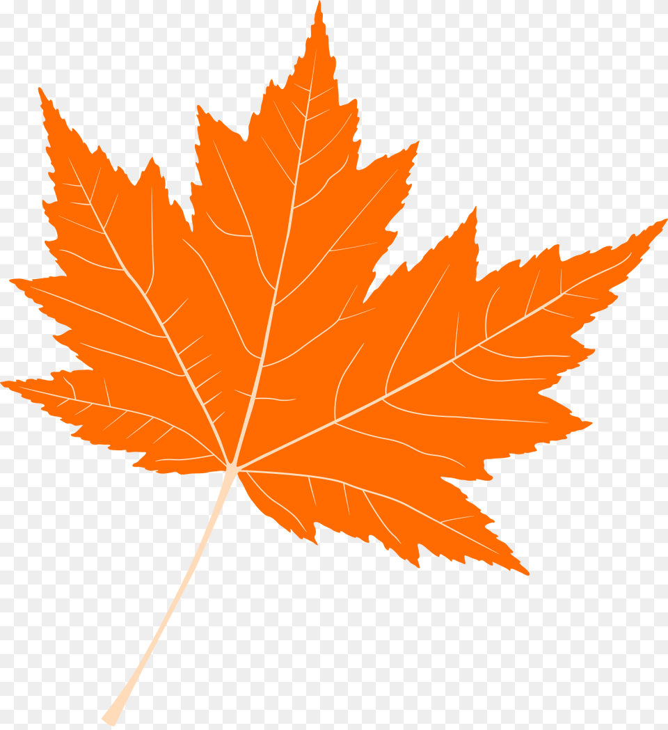 Osennij List Krasnij, Leaf, Plant, Tree, Maple Leaf Free Png