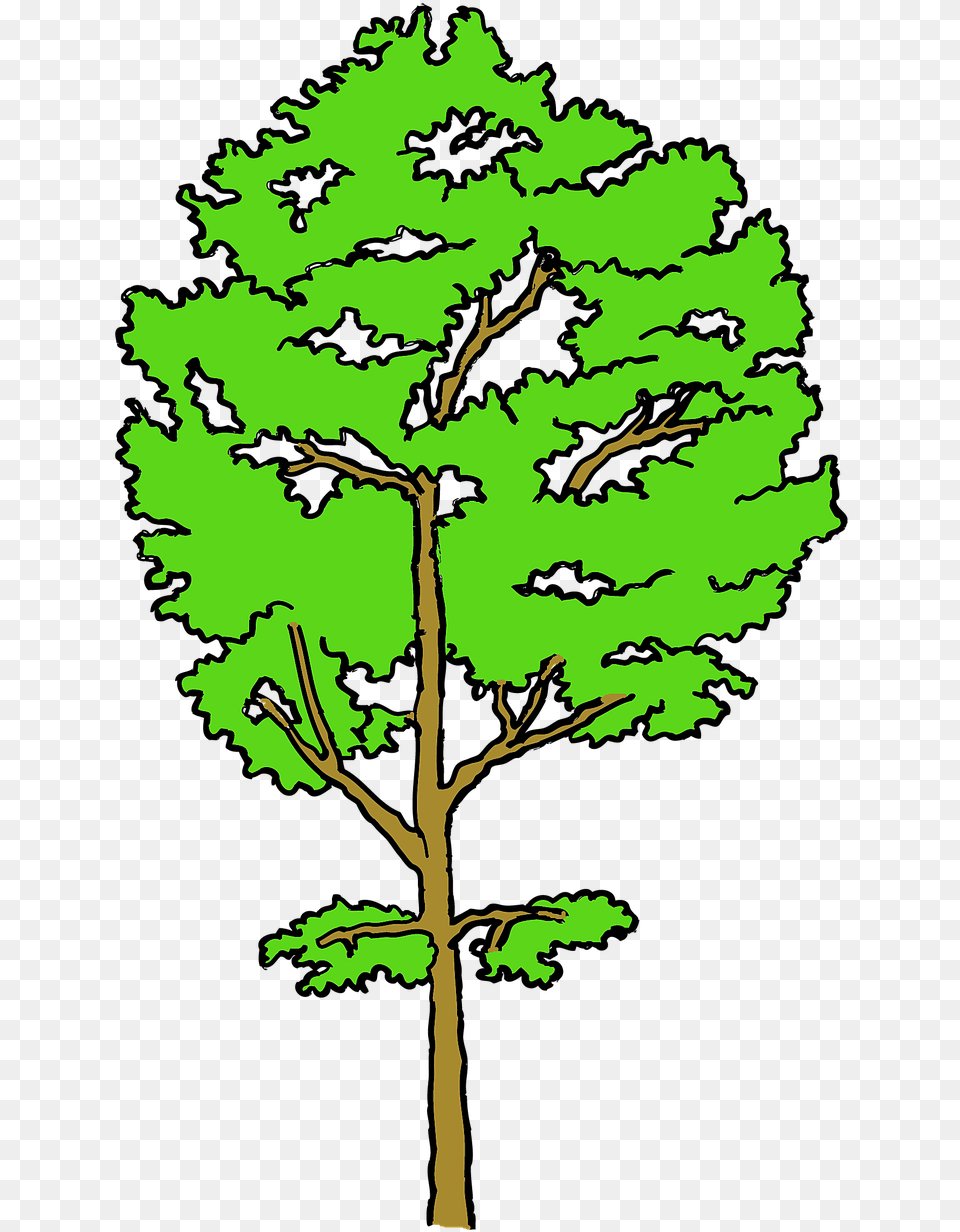 Osina, Tree, Plant, Oak, Sycamore Free Png