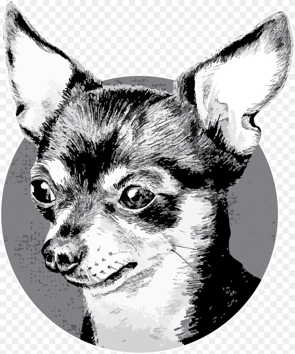 Osito S Tap Ositos Tap, Animal, Canine, Chihuahua, Dog Free Transparent Png