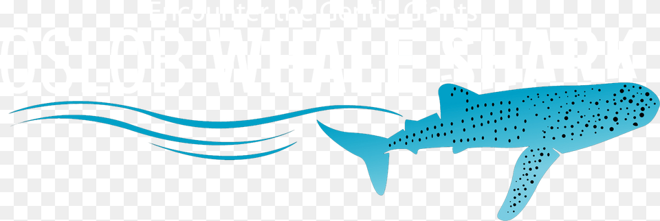 Oslob Whale Shark Whale Shark, Animal, Sea Life, Mammal, Fish Free Transparent Png