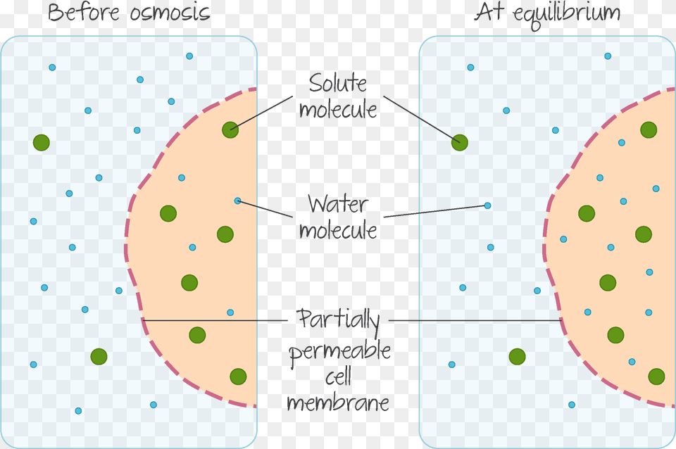 Osmosis Circle Png