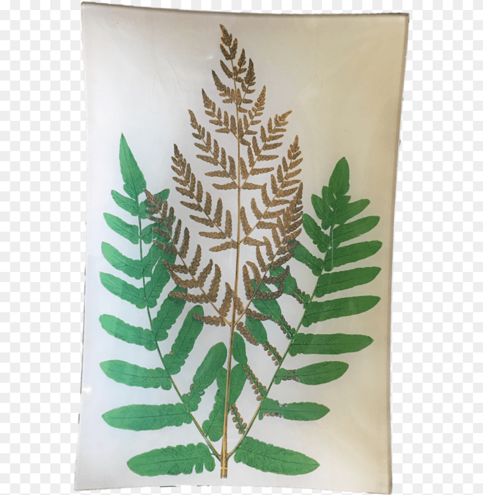 Osmunda Regalis, Fern, Plant, Leaf Png Image