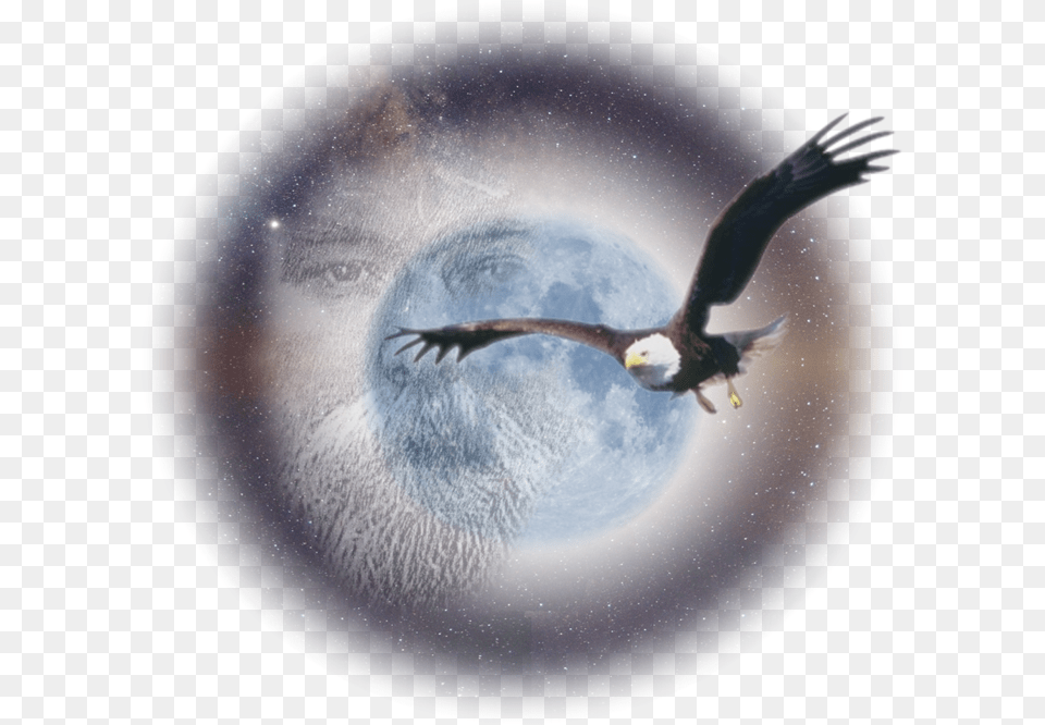 Osprey, Animal, Beak, Bird, Eagle Png Image
