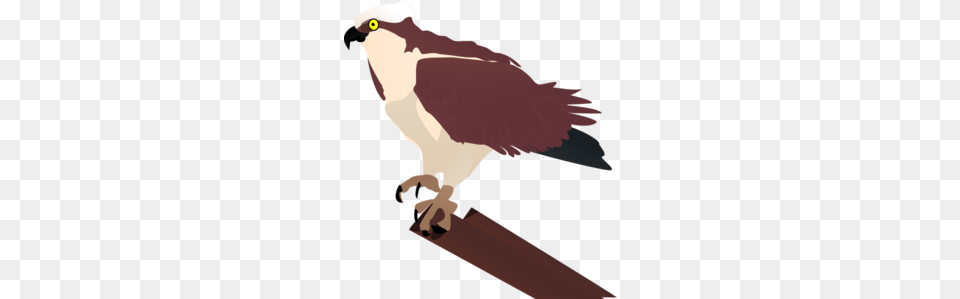 Osprey Clip Art, Animal, Bird, Kite Bird, Beak Png