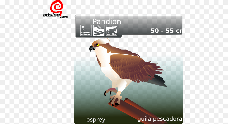 Osprey Clip Art, Animal, Beak, Bird, Kite Bird Png