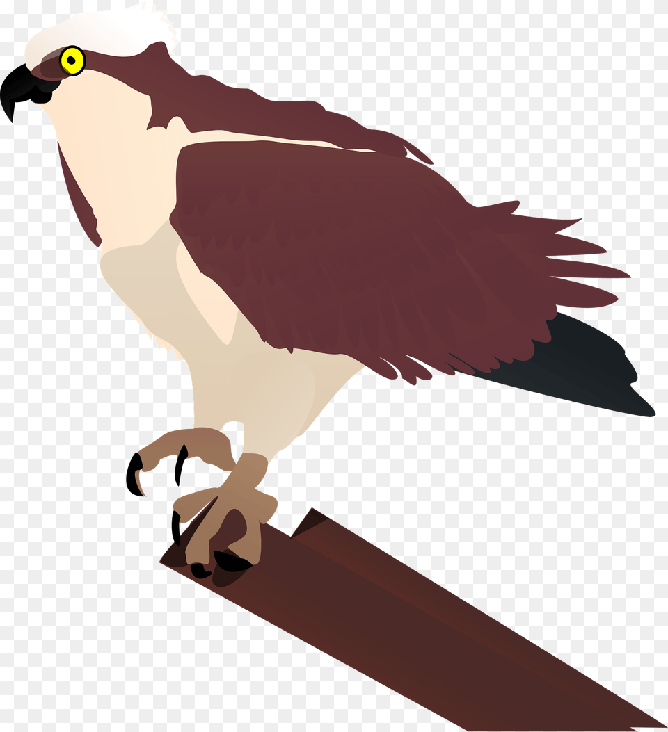Osprey Clipart, Animal, Bird, Kite Bird, Beak Free Transparent Png